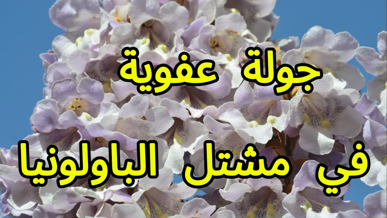 #جولة  عفوية  في مشتل الباولونيا #اكسبلور  #شجرة الباولونيا العملاقه