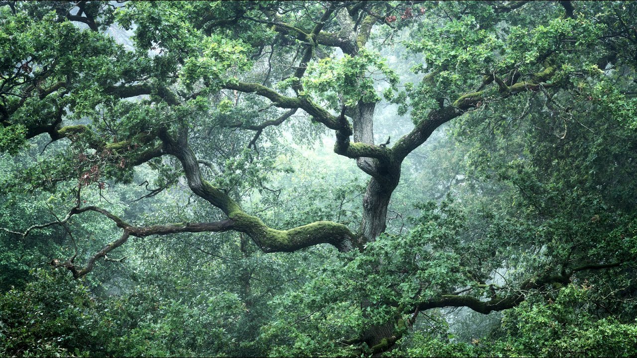 GNARLY Foggy Woodland Photography in Denmark | Tales from the Forest - Episode 3