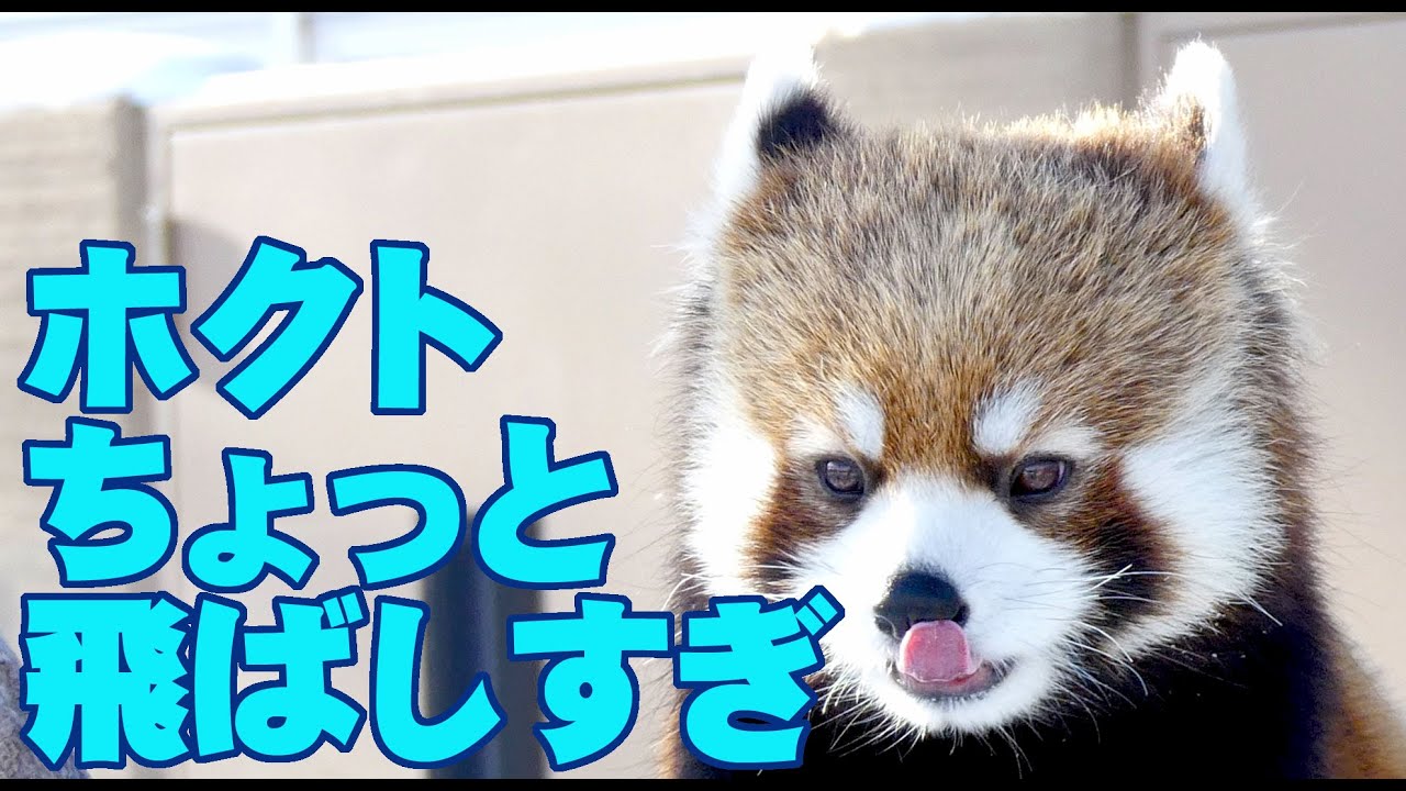 【レッサーパンダ】ホクトちょっと飛ばしすぎ　Red Panda HOKUTO at Maruyama Zoo 2015