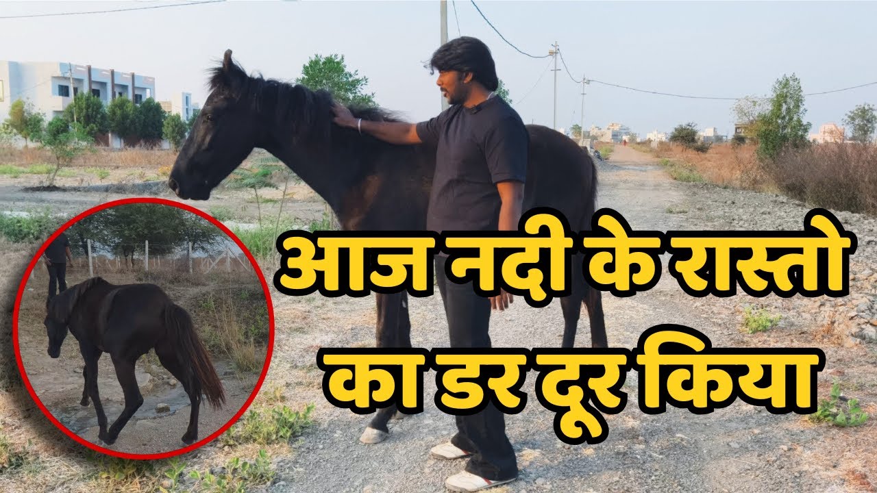 Aaj Colt Ajinkya 🐴 ka Anjan Rasto Ka Dar Nikala