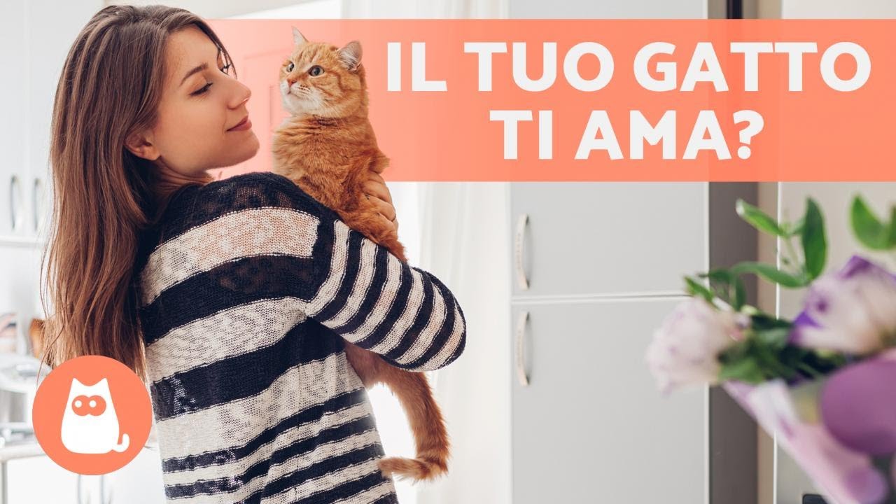 10 SEGNALI che il tuo GATTO ti AMA 🐱❤️