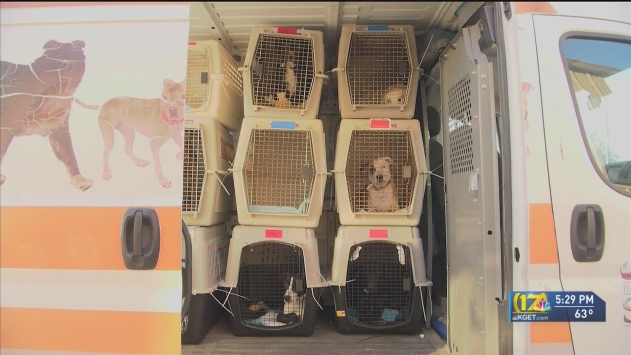Foster parents drop dogs off at airport for new homes in Washington state.