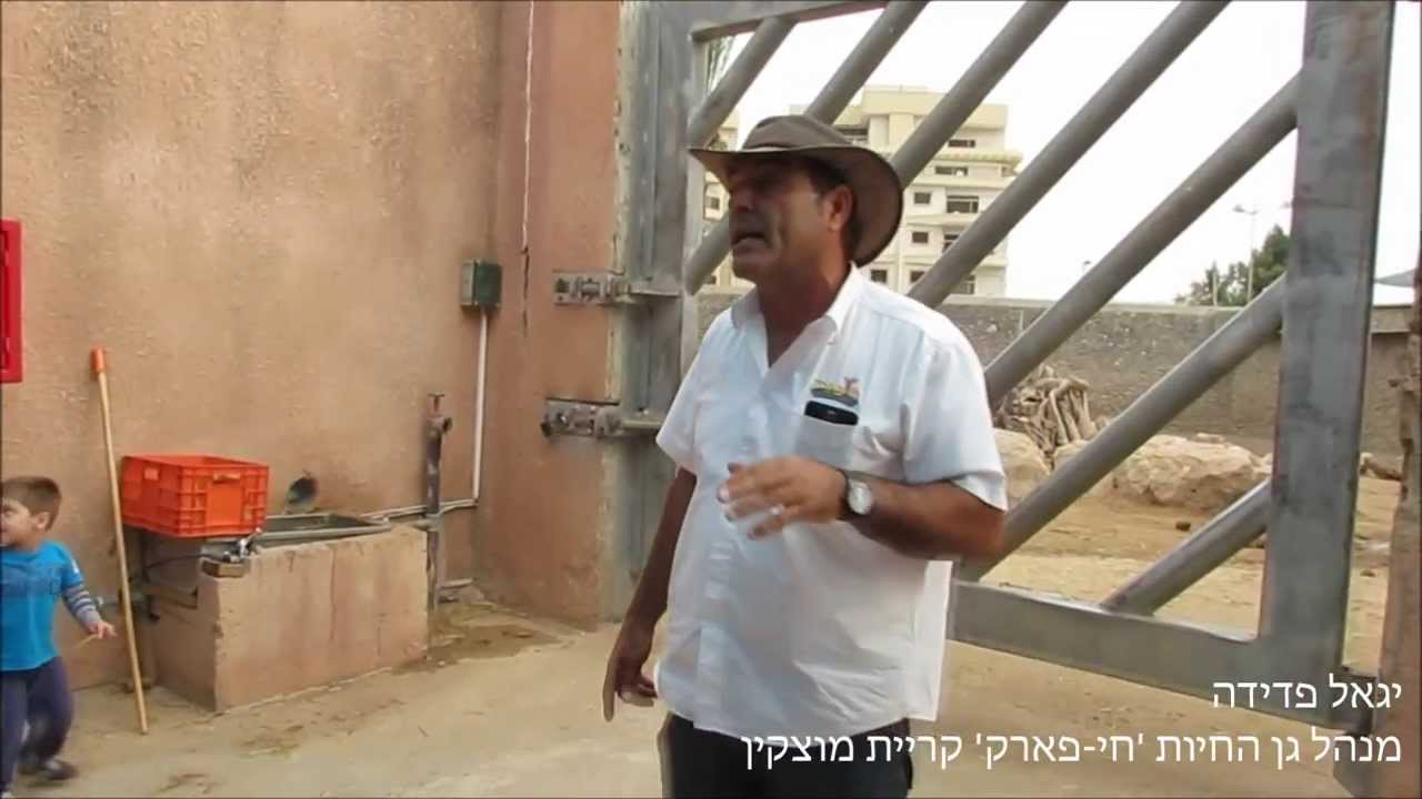 אילוף פילים בחי-פארק קריית מוצקין