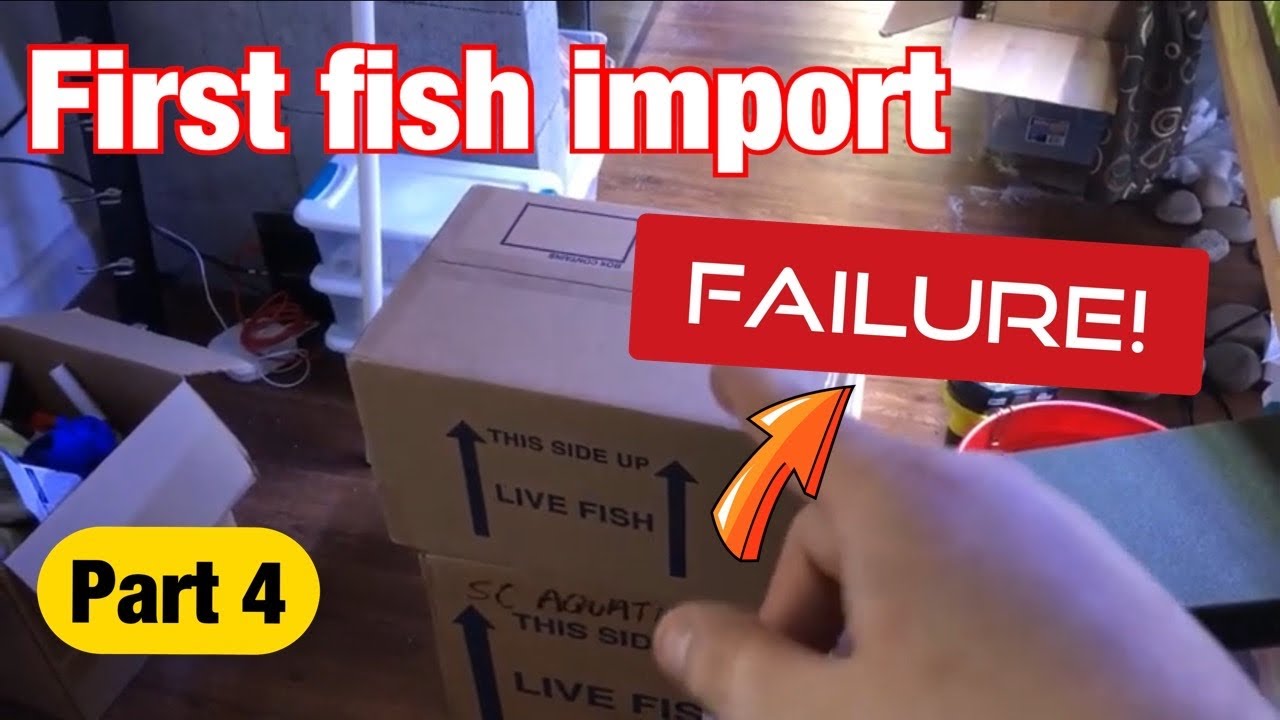 My first import fish order failure! (Part 4)