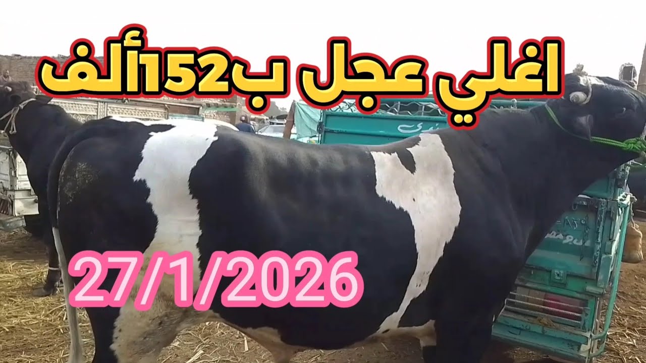 #اكسبلور اتفرجوا على دبابات اللحم داخل سوق دراو ٢٧/١/٢٠٢٦