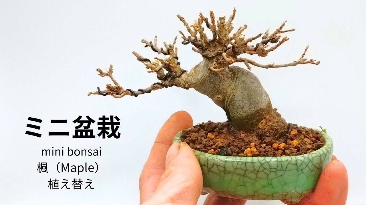 楓のミニ盆栽の剪定と植え替え　Maple　#6