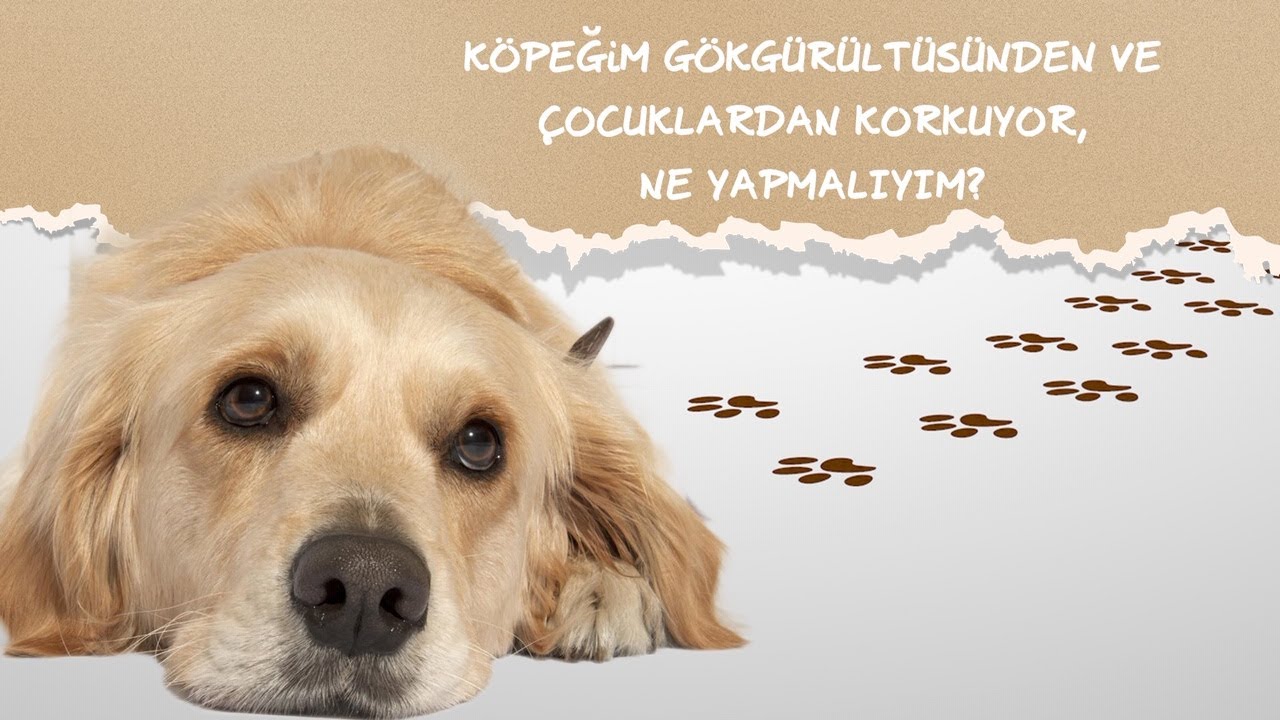 KÖPEK BAKIMI │ KÖPEĞİM GÖK GÜRÜLTÜSÜNDEN VE ÇOCUKLARDAN KORKUYOR, NE YAPMALIYIM?