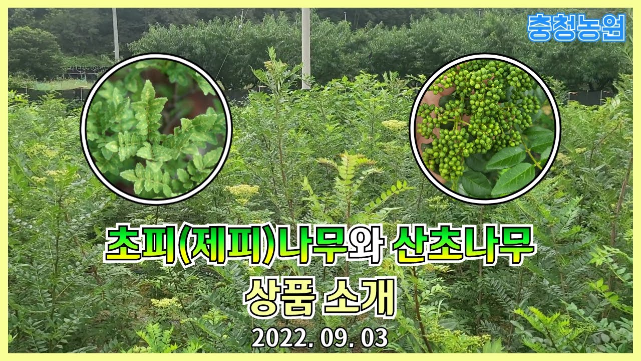 가시없는 민초피(제피)나무 민산초나무 묘목 상품소개