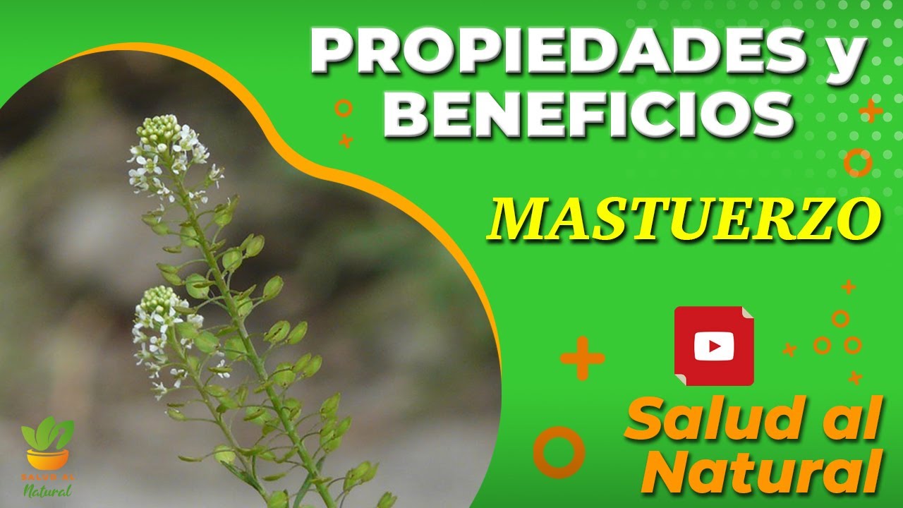 MASTUERZO🌱 Propiedades y Beneficios - Dr. GRACIAN ROND&Oacute;N