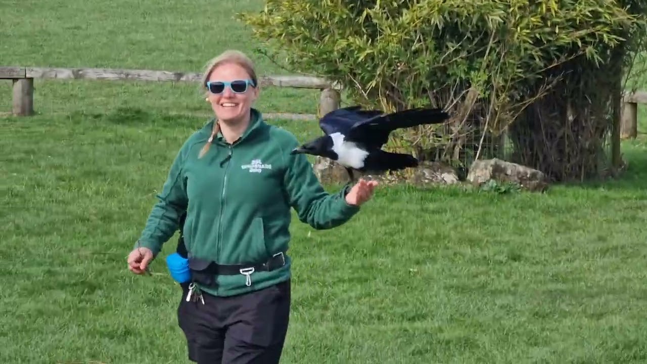 Birds of the World Show @ Whipsnade Zoo