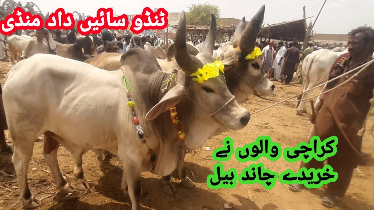 Bull Sell Tando Saindad Mandi || Thari Bull Qurbani 2022 || Mandi Update