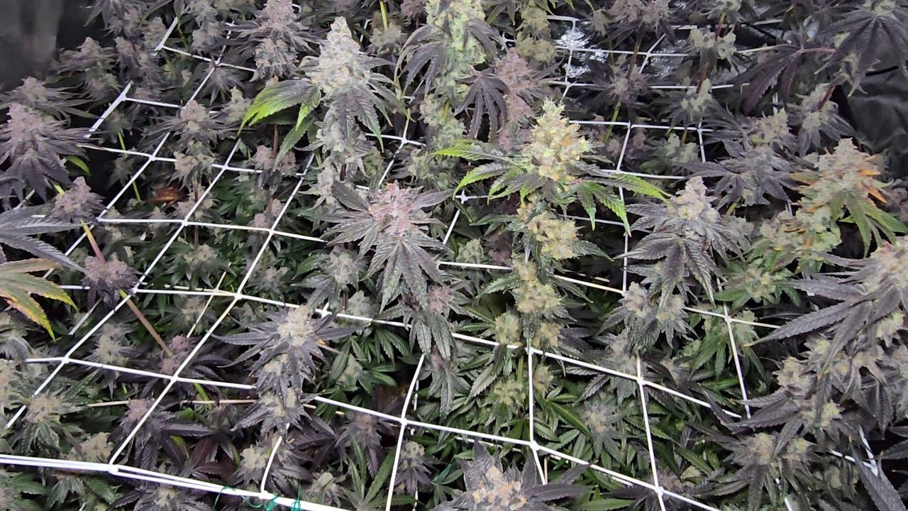 Testing the PRESSURE seeds: HARVEST DAY 75 plants in a 4x4 tent