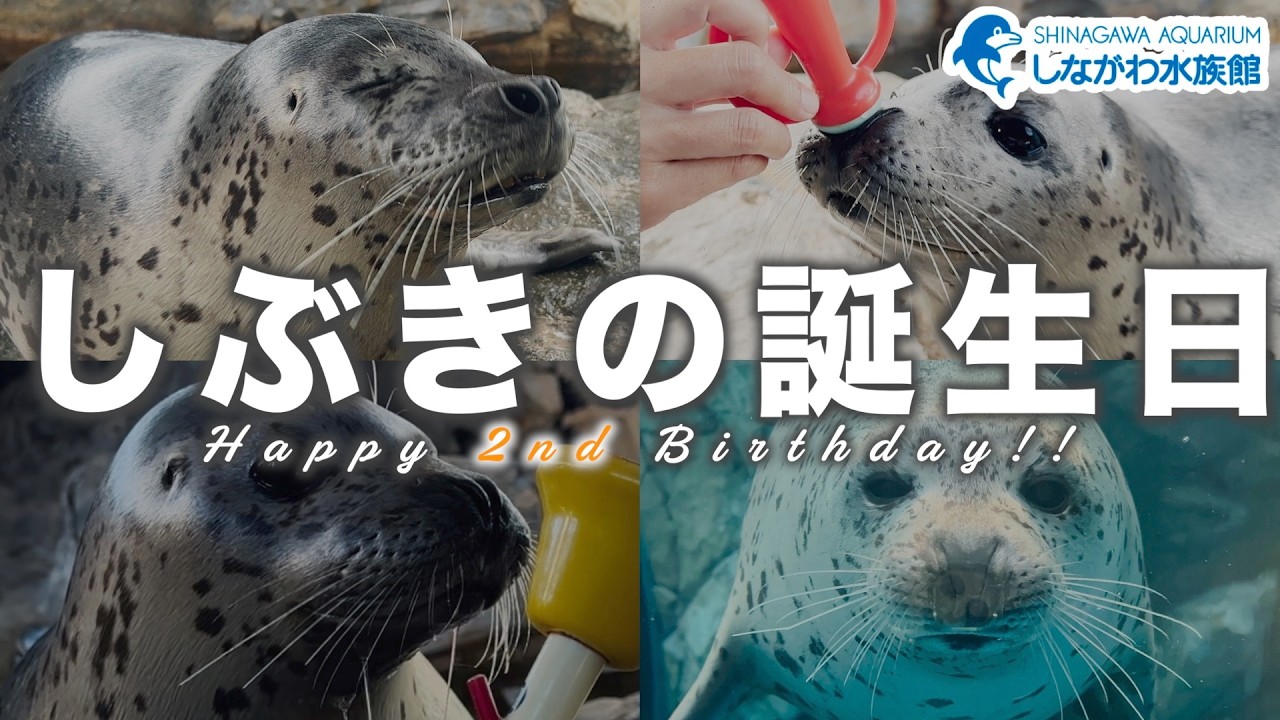 しぶき2歳の誕生日@しながわ水族館【ゴマフアザラシ】