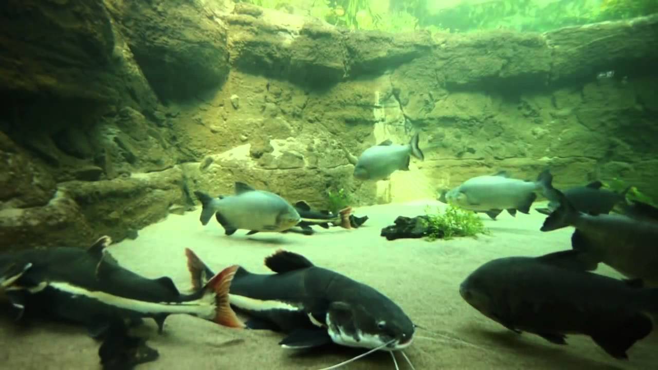 The Blue Planet Aquarium   Copenhagen March 2013   HD 1080p