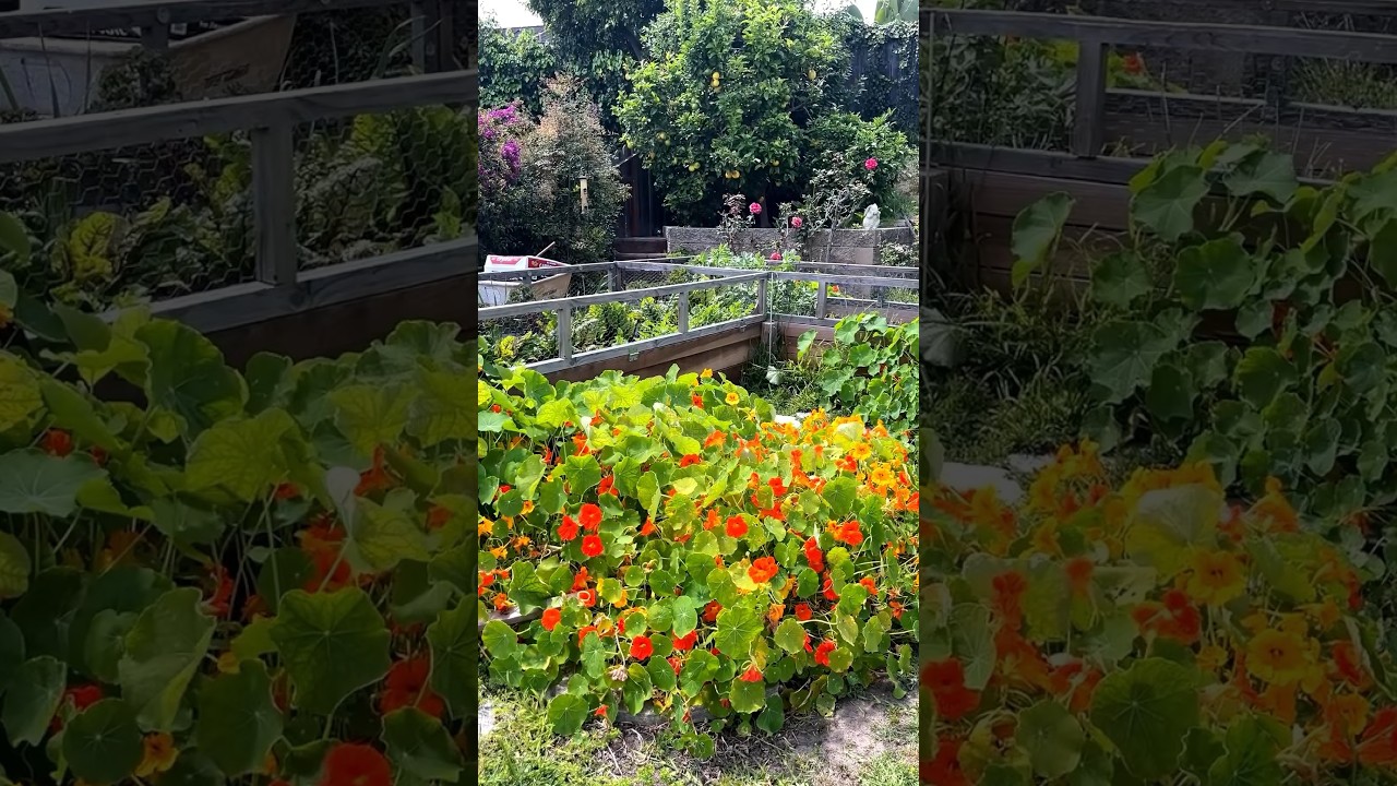 Plants as Pest Control | Nasturtiums as a Trap Crop #vegetablegarden #pestcontrol #youtubeshorts