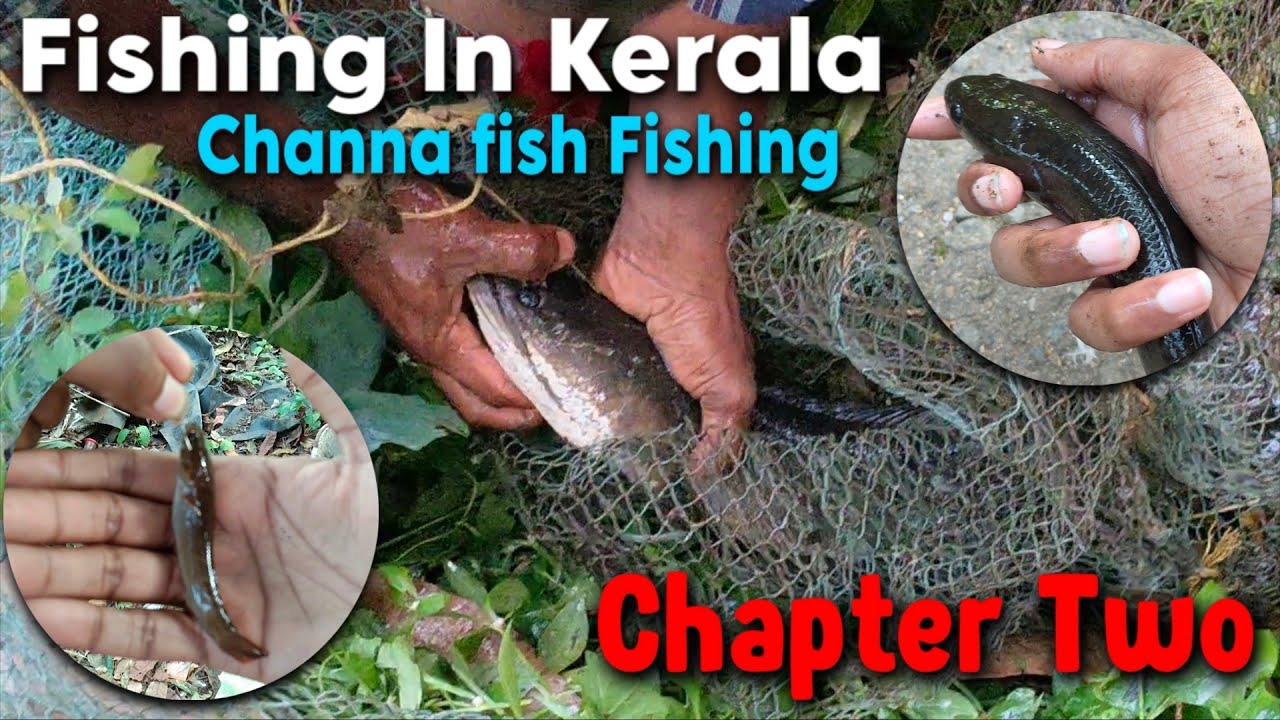 Channa fish fishing | Big channa fish | Dwarf Channa fishing | Tamil 