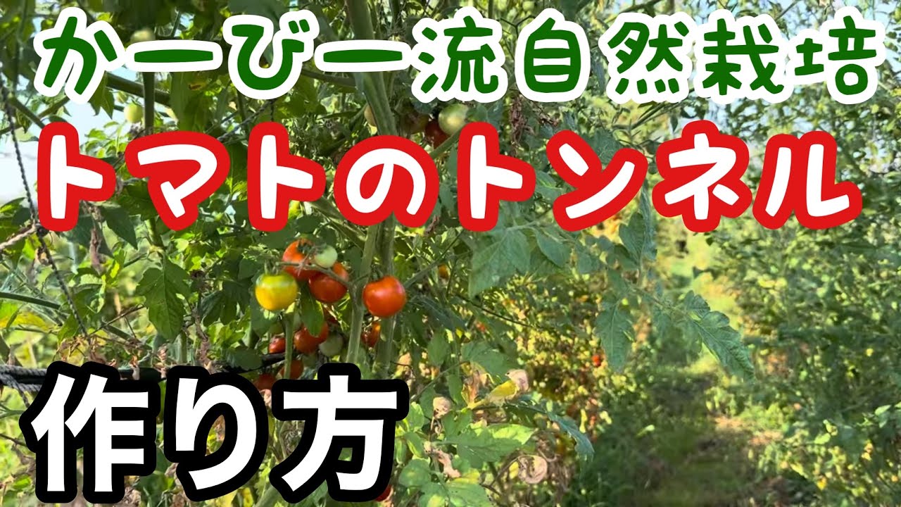 【自給農の技術】『トマトのトンネル』作り方の概要について《無農薬/無施肥/不耕起/固定種/自家採種》
