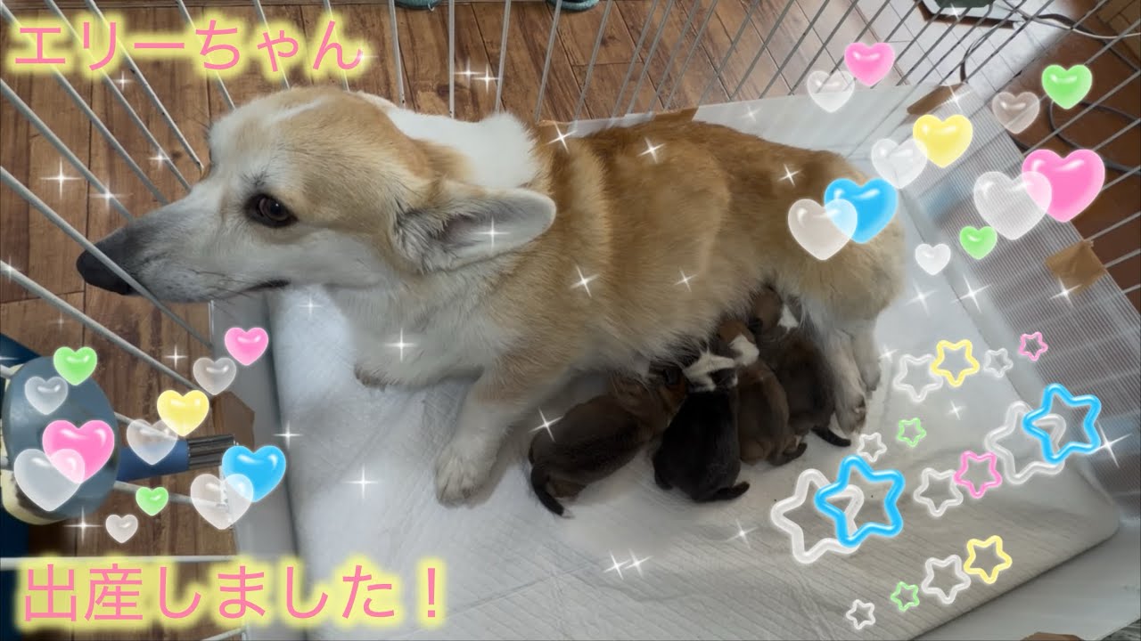 エリーちゃん出産しました！