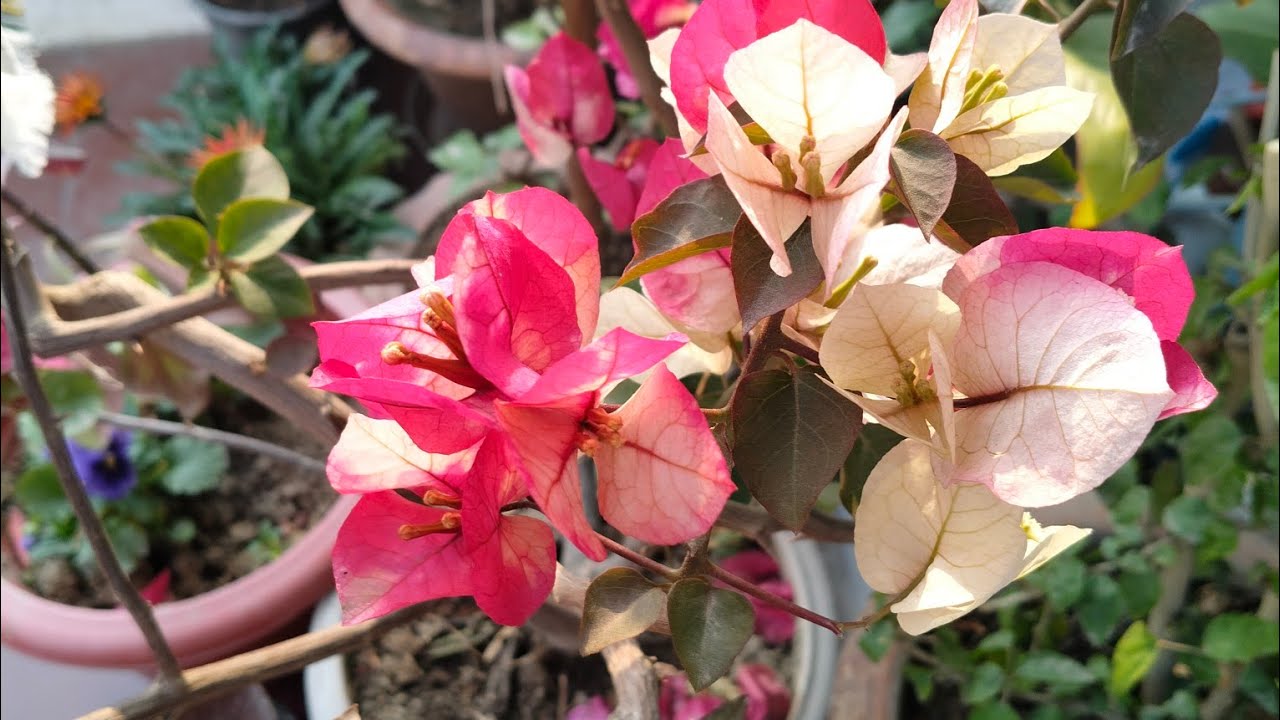 The Blooming Vnu  is live