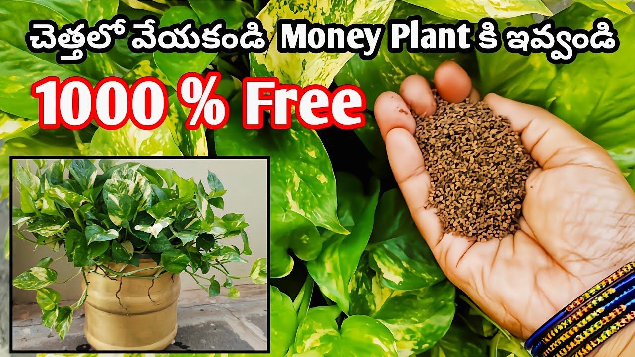 మనీ ప్లాంట్ గడ్డి పెరిగినట్టు పెరిగిపోతుంది| fertilizer for money plant |#lucky #how #houseplants