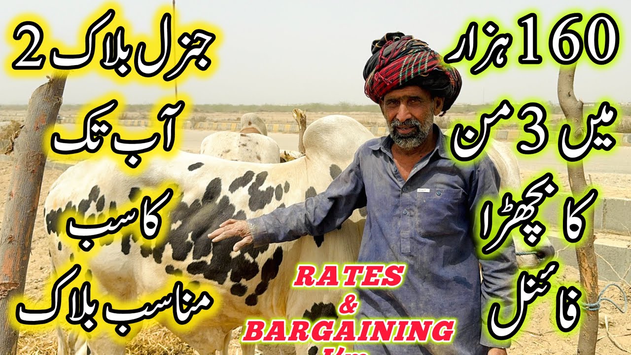 Northern Bypass Mandi General Block Latest Update | 5 May 2025 | Karachi Cow Mandi 2025