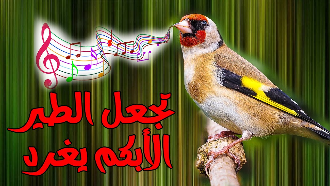 اتحداك ان يسكة حسونك بعد سماع هذه البتبة مجربة وفعالة 100%