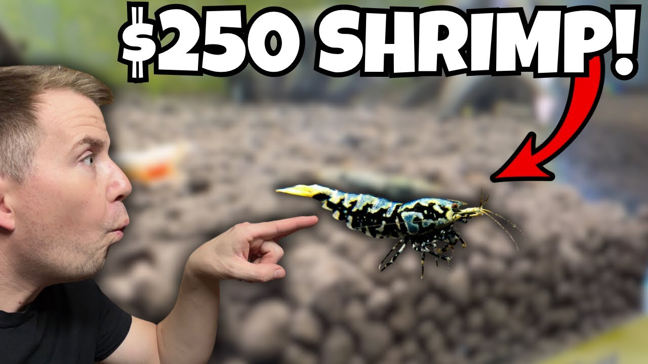 THIS STORE HAS THE MOST EXPENSIVE & RAREST SHRIMP! - Fish Store Tour