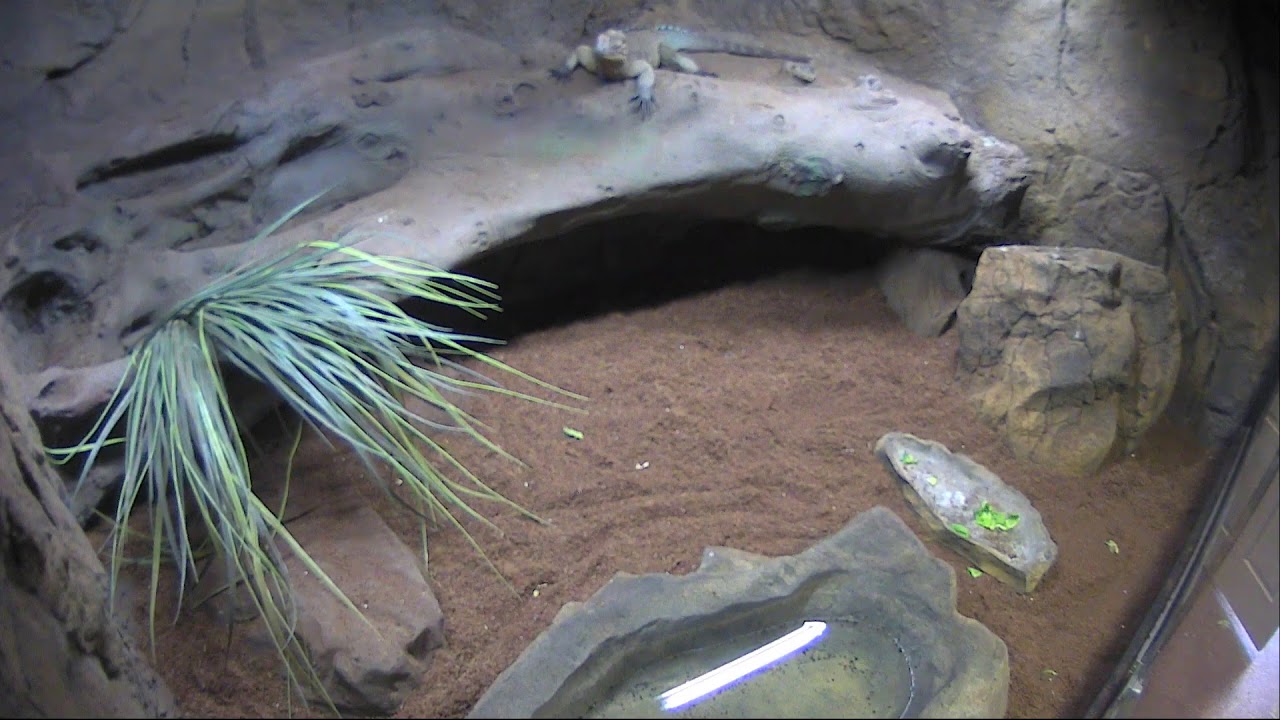 Bella the Rhino Iguana 24 hour LIVE CAM!!