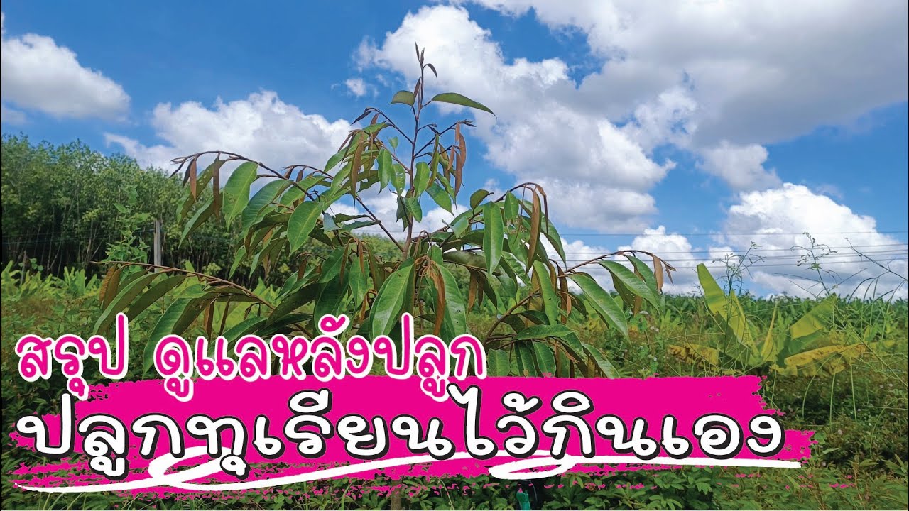 สรุป วิธีดูแลทุเรียนหลังปลูก สำหรับผู้ปลูกทุเรียนไว้กินเอง