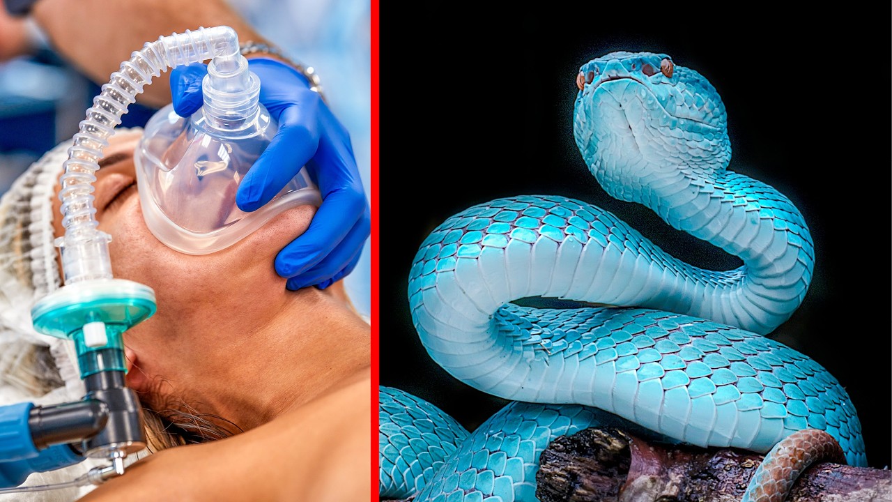 This SNAKE Bite KILLS in Seconds! (Deadliest Snakes in the World)