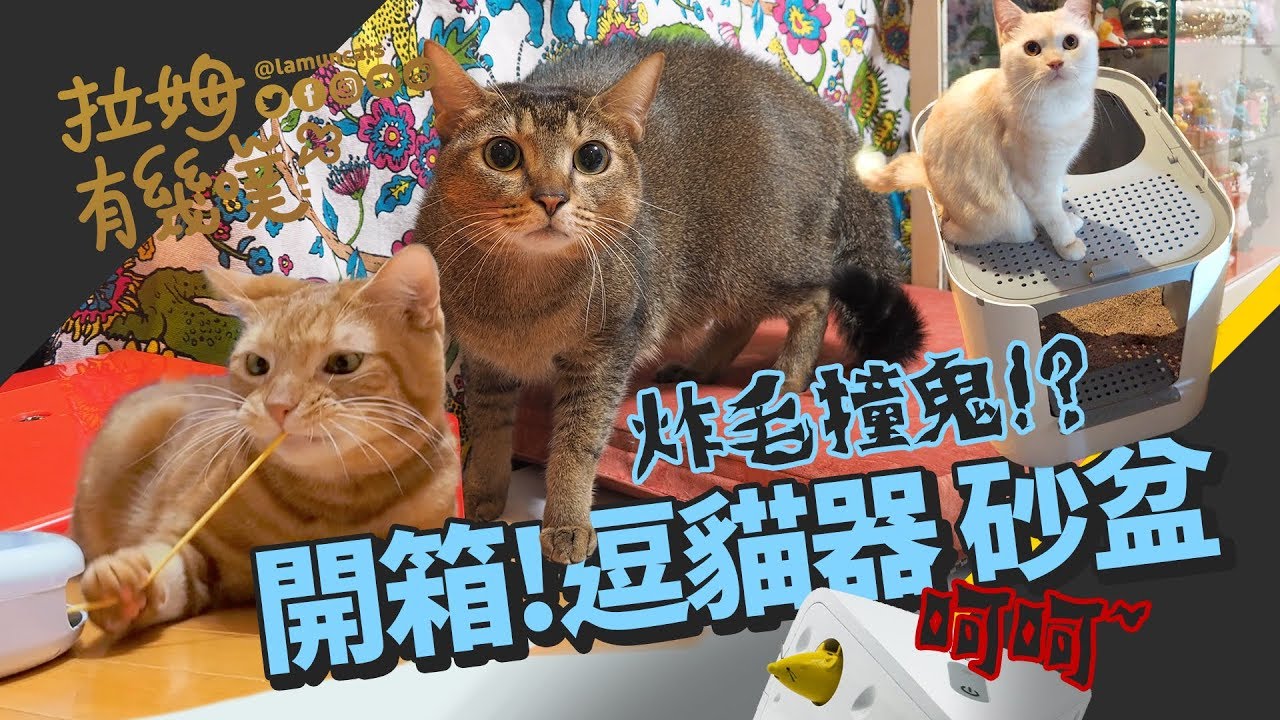 開箱嚇到炸毛！懶人逗貓神器 雙開口貓砂盆｜BUYEE開箱｜拉姆有幾噗 ☁