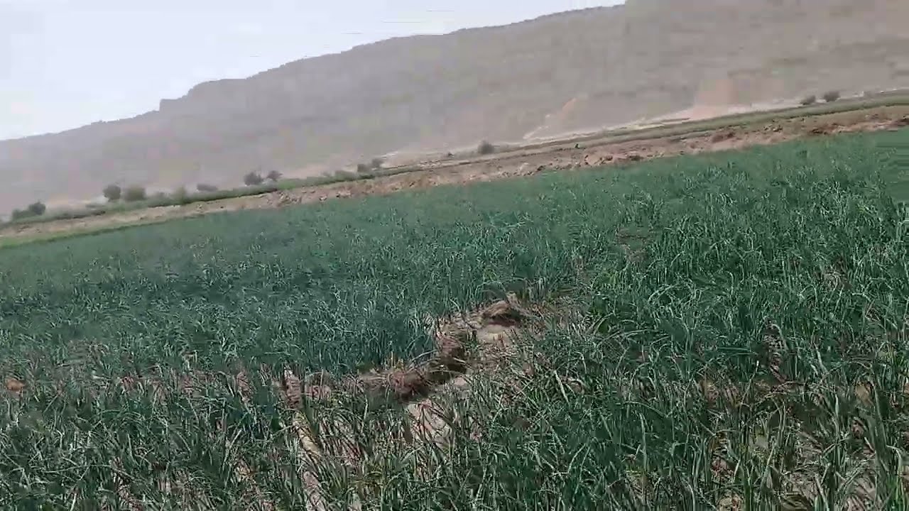 زيادة إنتاج البصل بدون سماد زائد (السر الكامل)