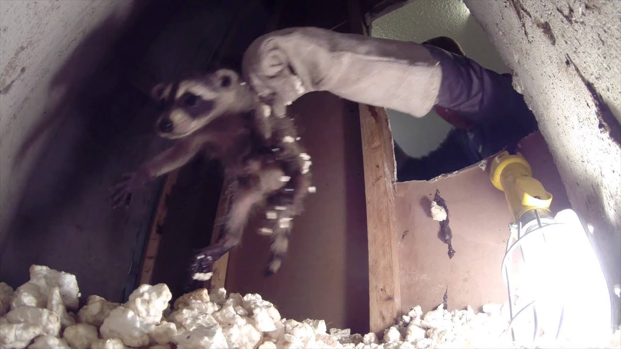 How We Humanely Remove a Family of Raccoons