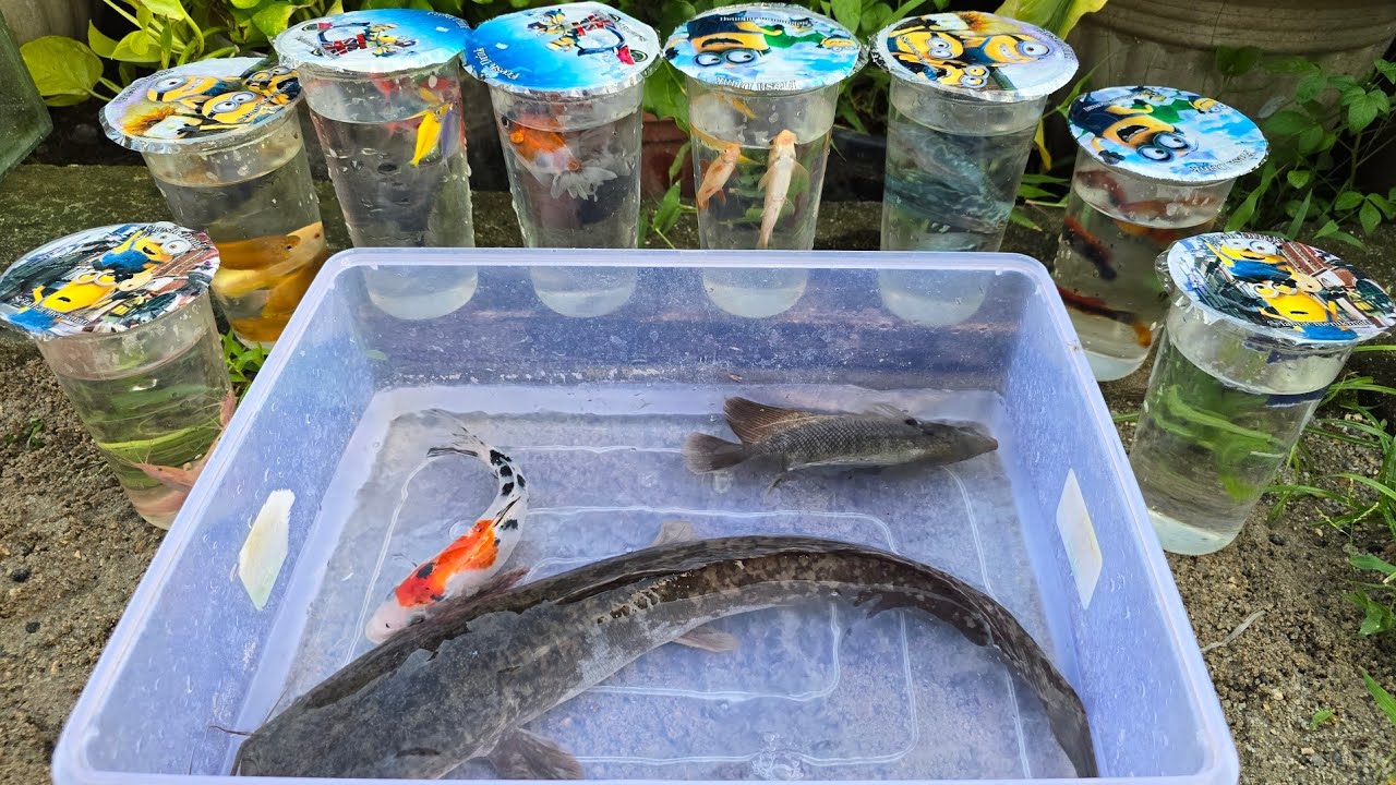 Unboxing Telur Ikan Cupang, Ikan Koki, Ikan Lele, Ikan Hias, Ikan Koi, Ikan Lucu, Guppy,Kura Kura 36