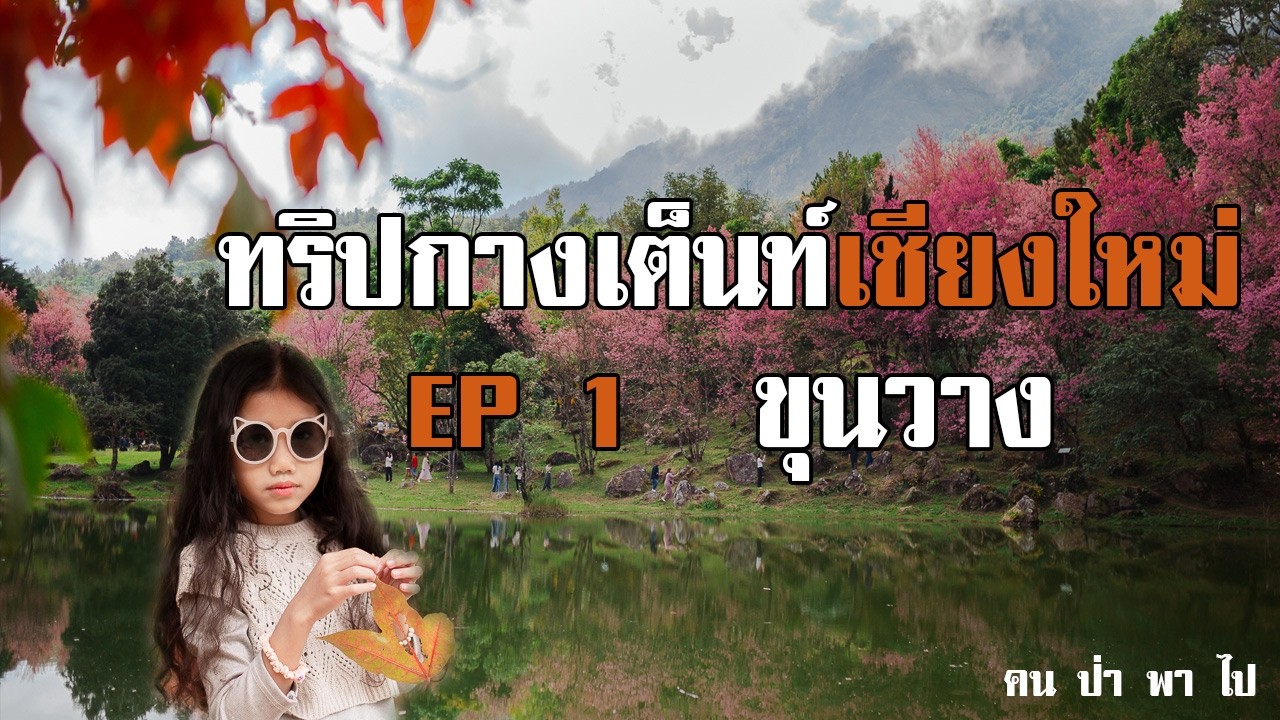 คนป่าพาไป ทริปกางเต็นท์ เที่ยวเชียงใหม่ EP 1 ขุนวาง ชมดอกนางพญาเสือโคร่ง ซากุระเมืองไทย