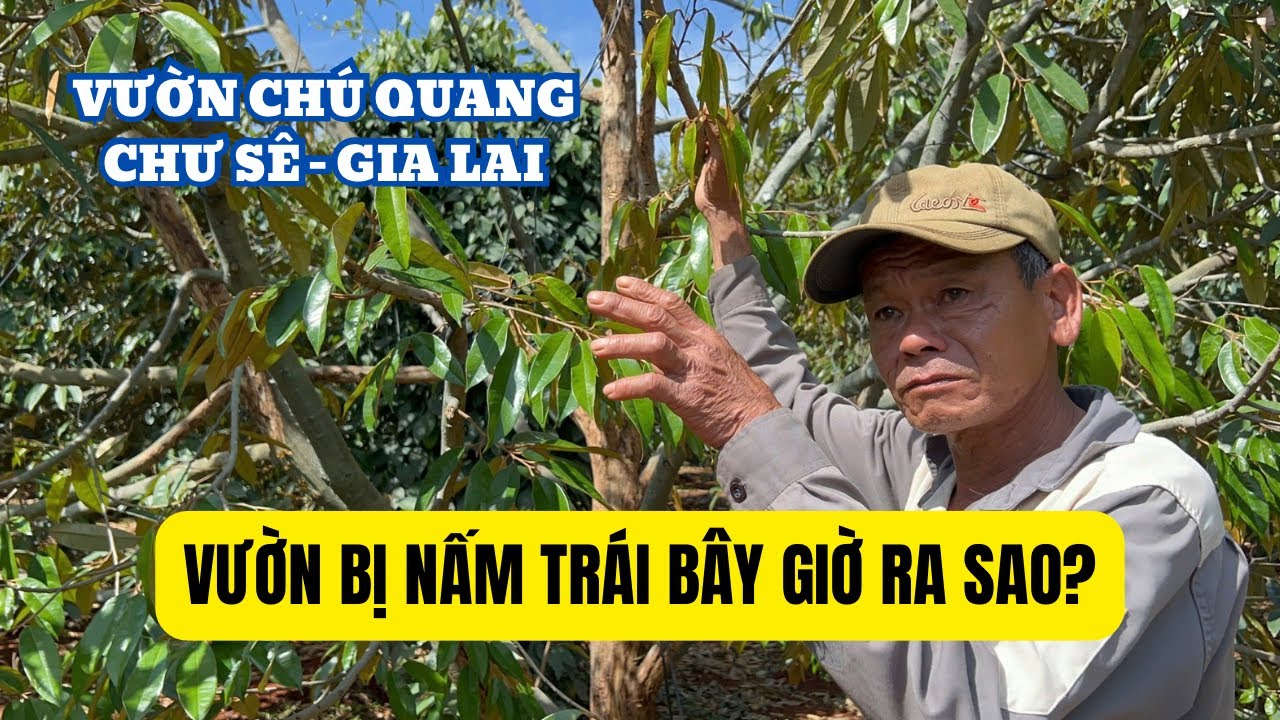 DỊCH NẤM Ở GIA LAI