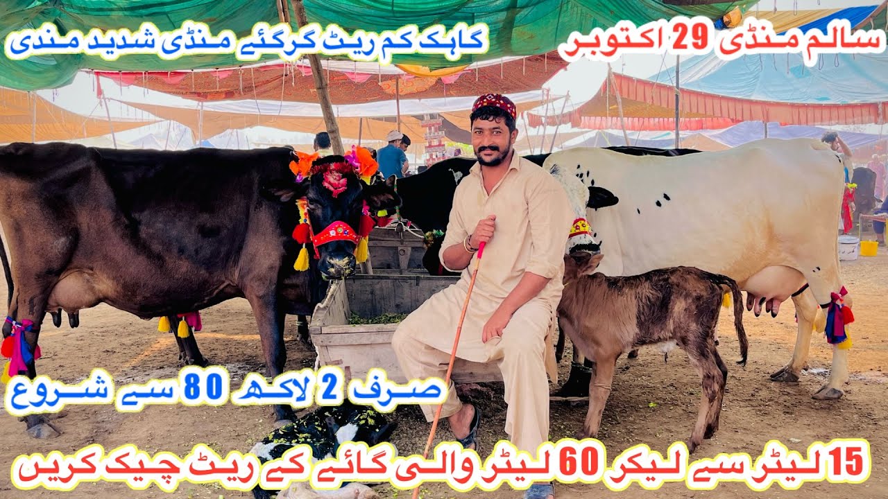 Salam Mandi Bhalwal | Top Class Australian Cows | Cows Fresha Rates And Updates || 29 October 2025