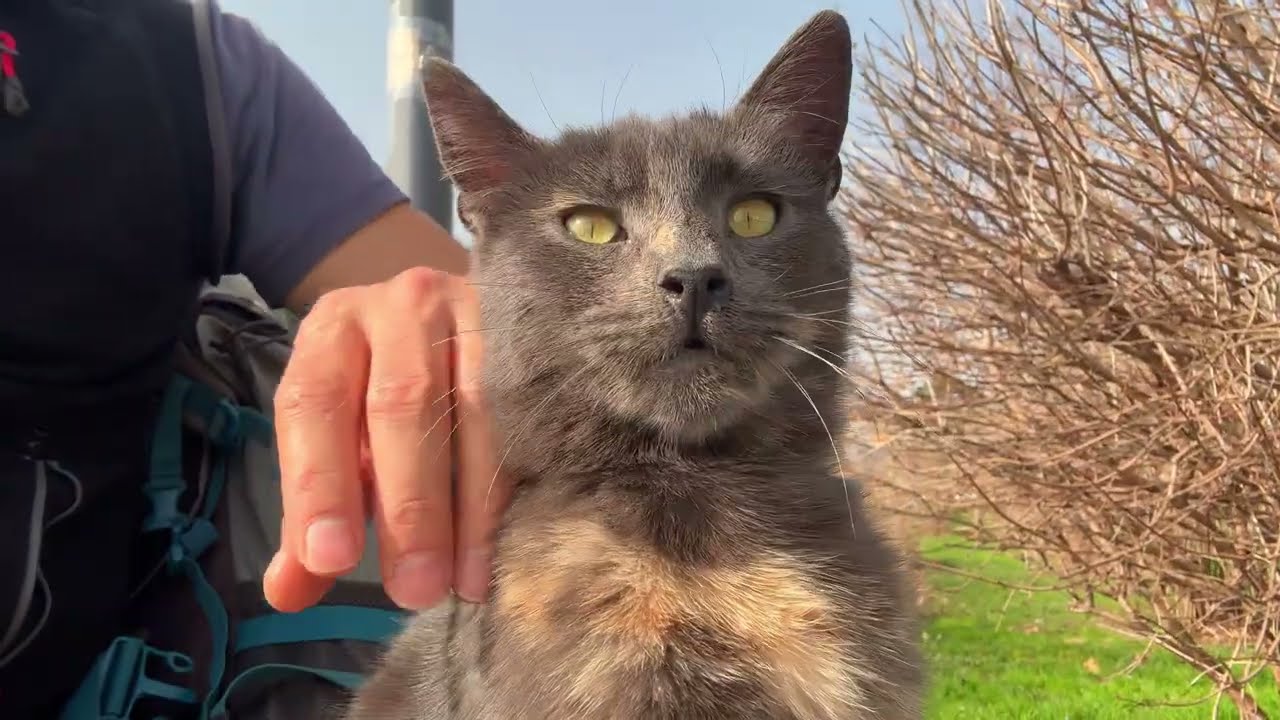 A Sweet Surprise in the Park: This Cat Just Wanted Love! 🐾