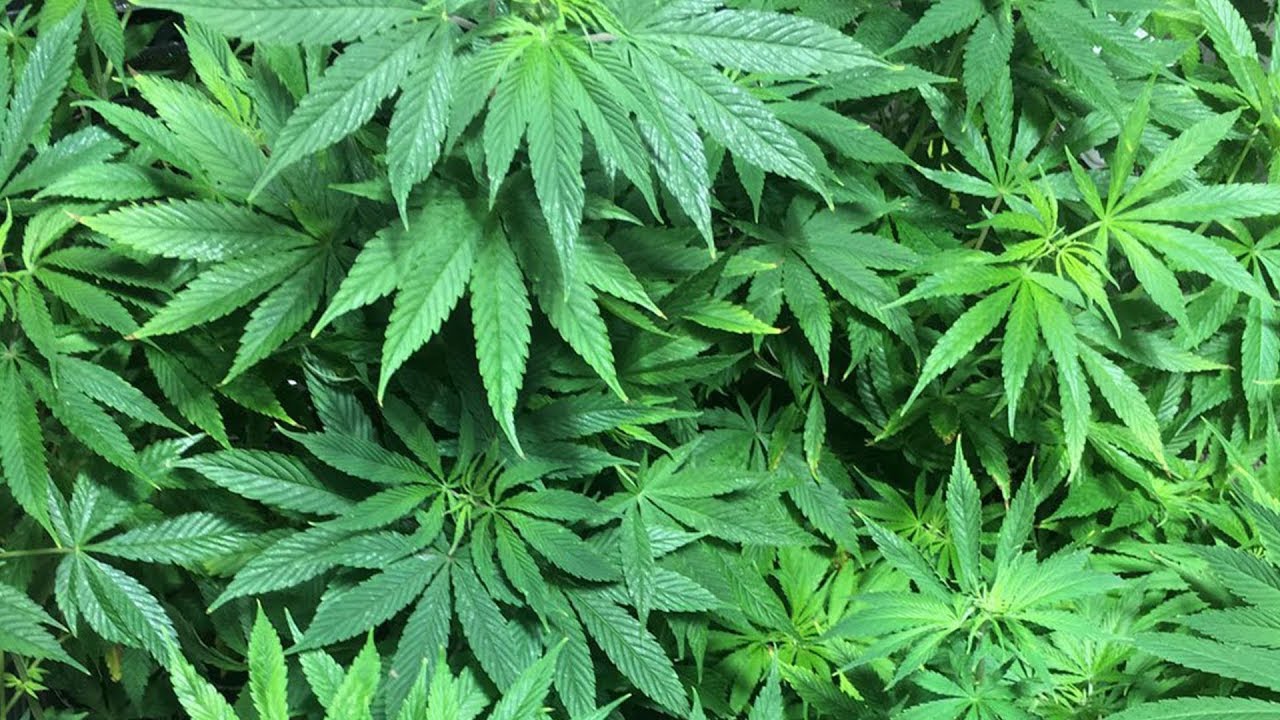 Tilray to Sell Extracted CBD in North America