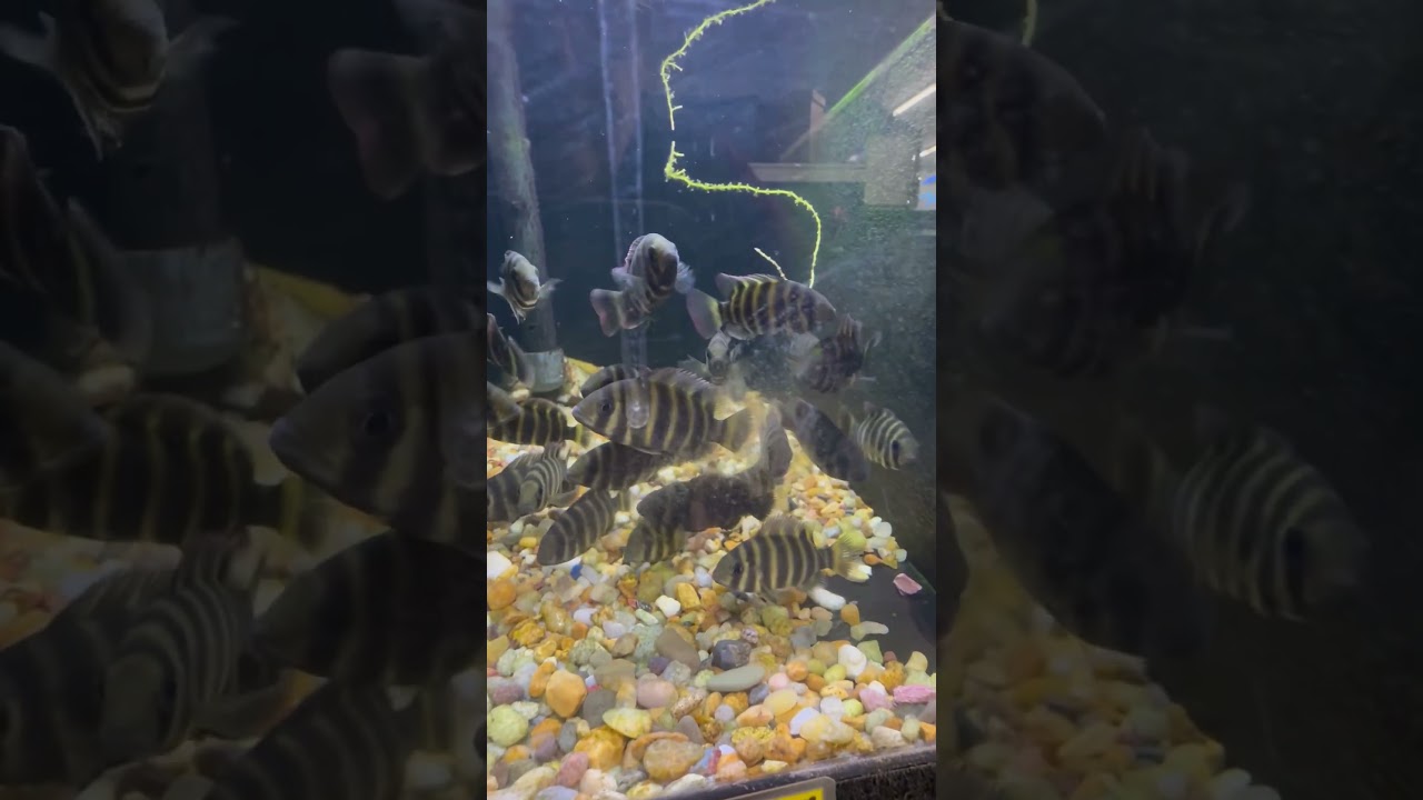 Zebra Tilapia.  Very Aggressive. 