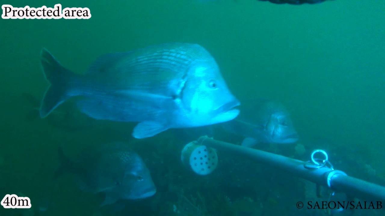 Assessment of the effectiveness of reef fish conservation in the Amathole region of South Africa