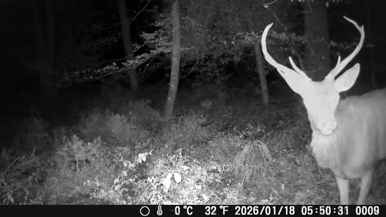 Cerf et sanglier en forêt de Fontainebleau.