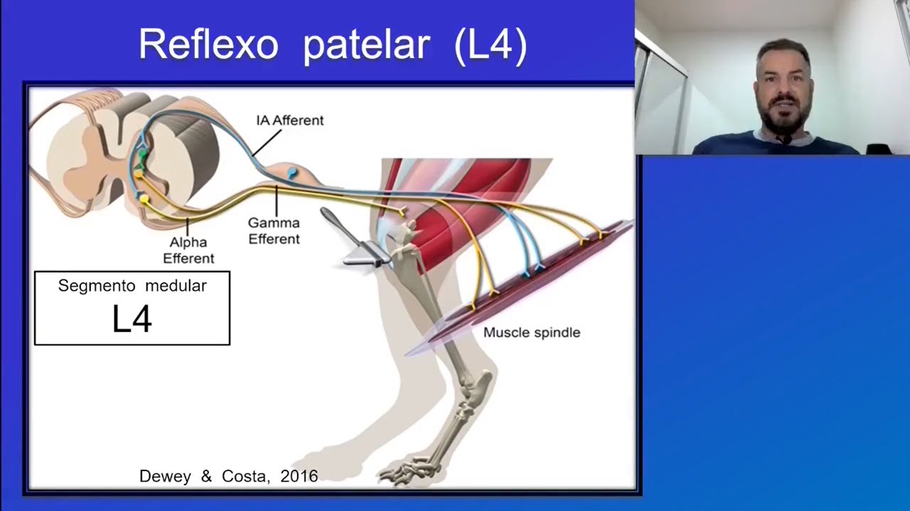 Exame Neurológico. 6 - Reflexos espinhais
