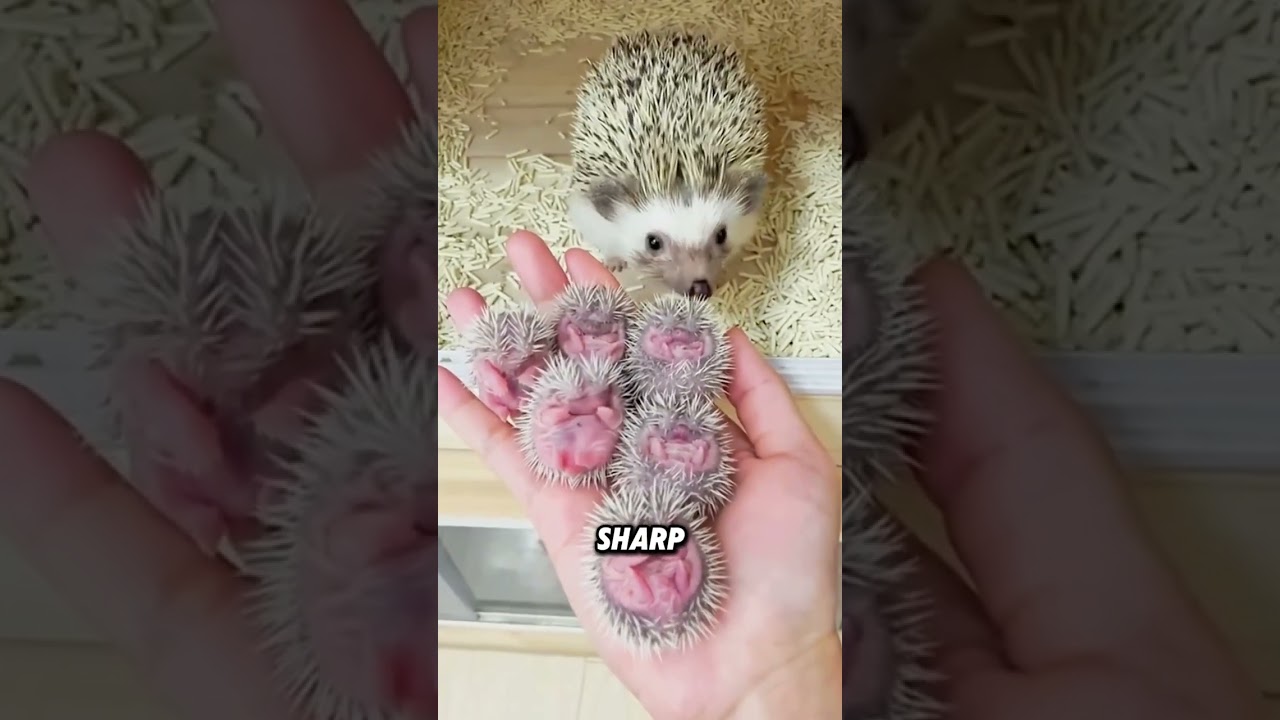Новорожденный ёжик похож на куриное крылышко #животные #смешноеживотное #смешной #ёжик