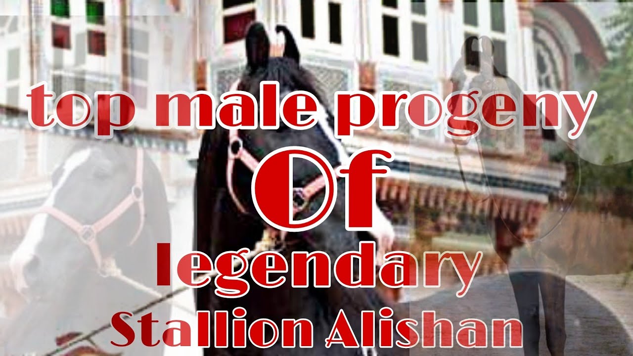 Top Male Progeny Of Legendary Stallion Alishaan