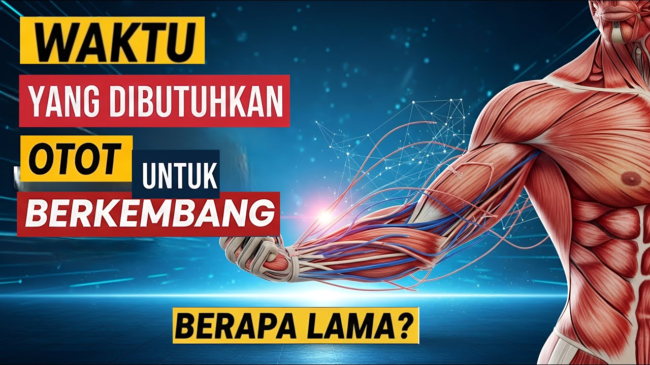 MASA PERTUMBUHAN OTOT BERAPA LAMA SIH?