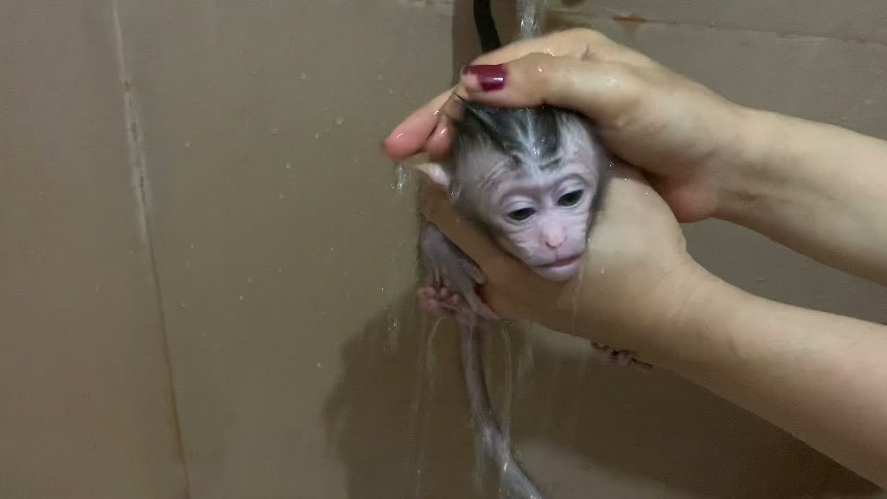 Night bathing for Lil poor newborn baby monkey