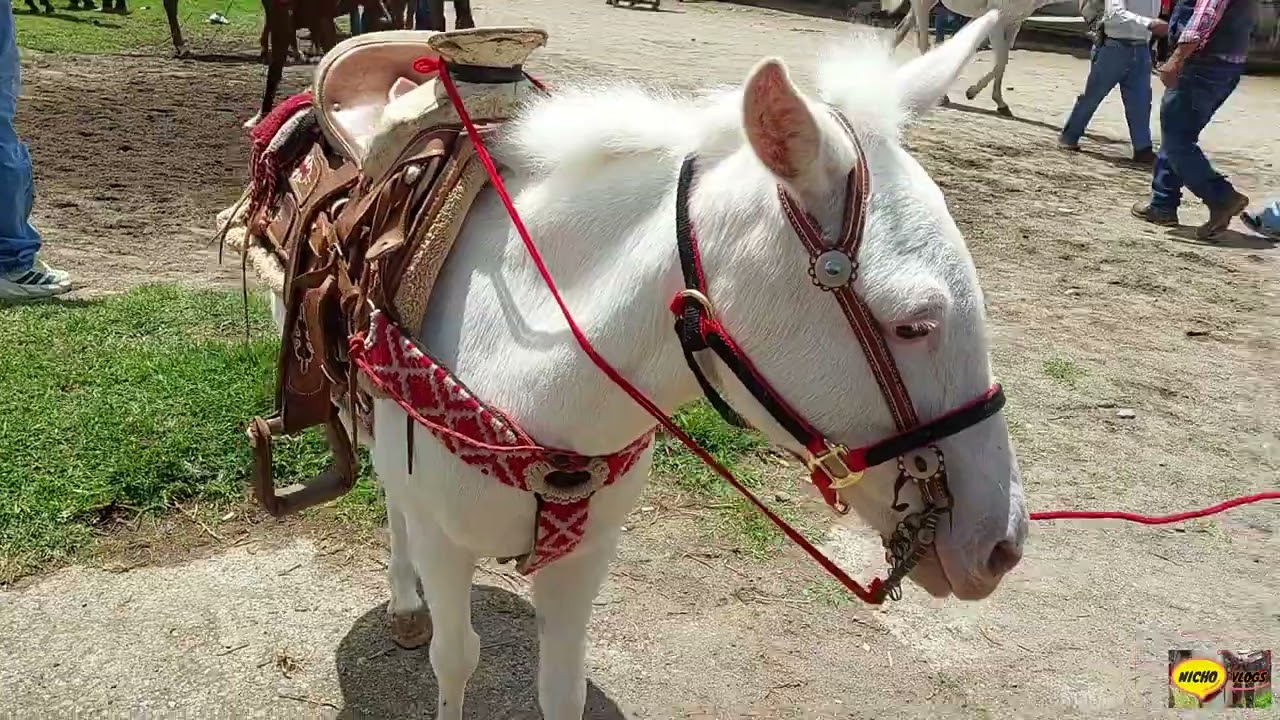 LOS MEJORES CABALLOS PONYS DEL RANCHO LAS TABLAS,QUE HERMOSOS ANIMALES Y A PRECIOS INCREIBLES.