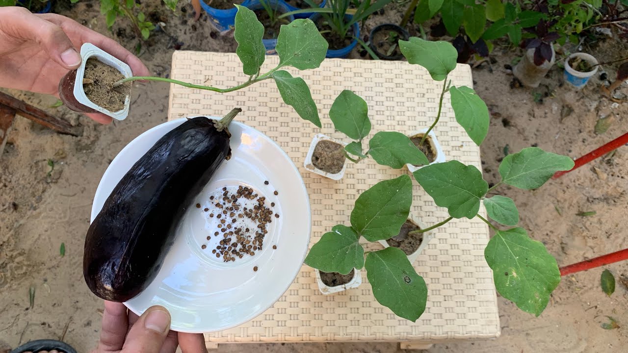 لا ترمي بذور الباذنجان وازرع عشرات الشتلات من بذور ثمرة باذنجان وحدة مجانًا🍆 زراعة الباذنجان ببساطة