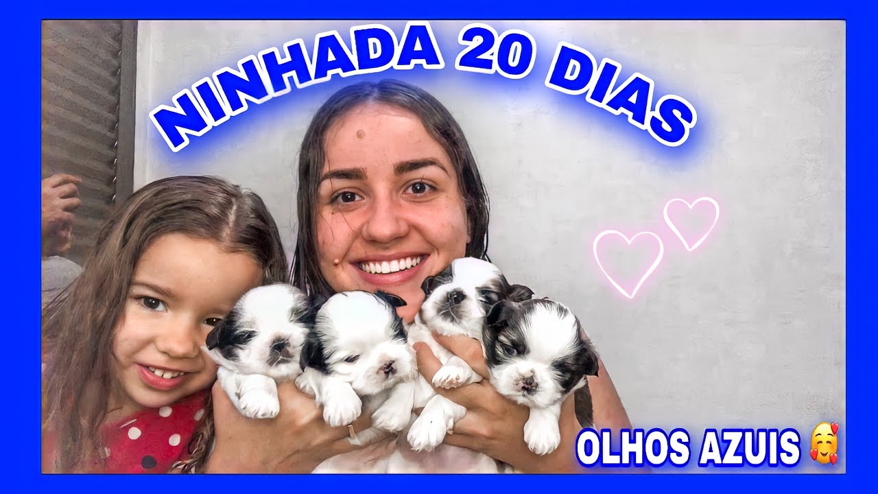 NINHADA SHIH TZU COM 20 DIAS | ELES TEM OLHOS AZUIS | JÁ ESTÃO QUERENDO ANDAR | MUITA FOFURA  🥰
